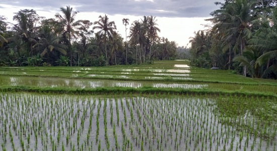 BALI, L'ÎLE DES DIEUX - E26-1 