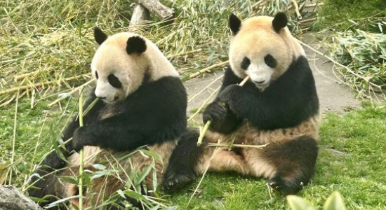Les soeurs panda - stars du zoo