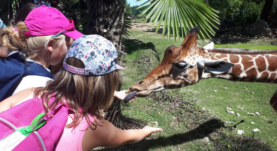 ZOOS EN FOLIE - E26-1 